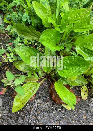 Amerikanische Kochbanane (Plantago rugelii) Stockfoto