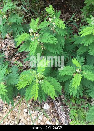 prairie acacia (Acaciella angustissima) Stockfoto