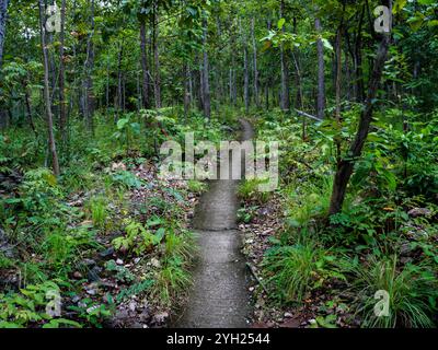 Schmaler Betonweg auf einem Hügel im Regenwald an einem regnerischen Tag. Stockfoto