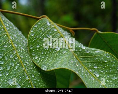 Nach Regen tropft Wasser auf frische grüne Blätter. Nahaufnahme von Wassertropfen auf einem Blatt. Stockfoto