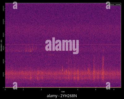 Pygmy Pipistrelle (Pipistrellus pygmaeus) Stockfoto