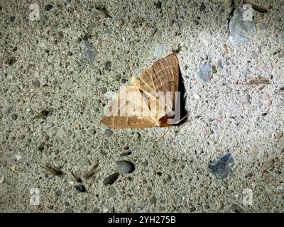 Walnuss Raupenmotte (Datana integerrima) Stockfoto