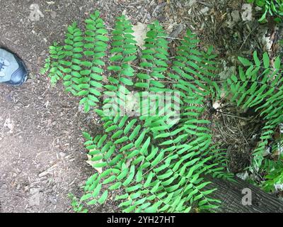 American Royal Fern (Osmunda spectabilis) Stockfoto