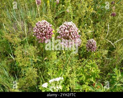 Violetter Knoblauch (Allium rotundum) Stockfoto