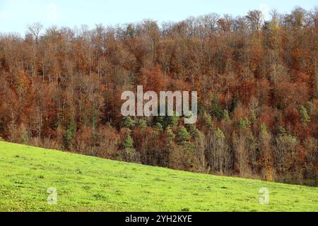 Herbstimpressionen - Herleshausen, Deutschland, Deutschland, 03.11.2024 - Bunt gefärbter Wald in der hessischen Mittelgebirgslandschaft Ringgau. *** Herbsteindrücke Herleshausen, Deutschland, Deutschland, 03 11 2024 bunter Wald in der hessischen Mittelgebirgslandschaft Ringgau Stockfoto