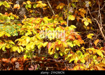 Herbstimpressionen - Herleshausen, Deutschland, Deutschland, 03.11.2024 - Bunt gefärbter Wald in der hessischen Mittelgebirgslandschaft Ringgau. *** Herbsteindrücke Herleshausen, Deutschland, Deutschland, 03 11 2024 bunter Wald in der hessischen Mittelgebirgslandschaft Ringgau Stockfoto