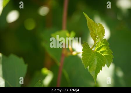 Frische grüne Traubenblätter in sonniger Gartennähe. Stockfoto