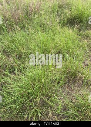 King Ranch Bluestem (Bothriochloa ischaemum) Stockfoto