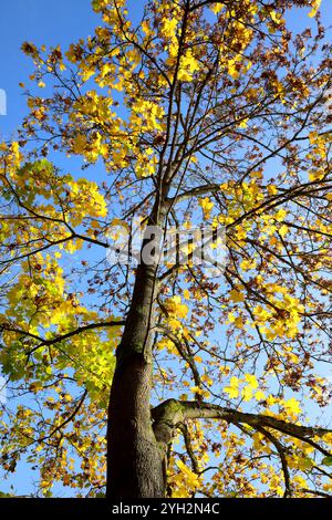 Herbstimpressionen - Herleshausen, Deutschland, Deutschland, 03.11.2024 - Bunt gefärbter Wald in der hessischen Mittelgebirgslandschaft Ringgau. *** Herbsteindrücke Herleshausen, Deutschland, Deutschland, 03 11 2024 bunter Wald in der hessischen Mittelgebirgslandschaft Ringgau Stockfoto