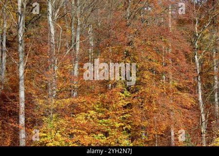 Herbstimpressionen - Herleshausen, Deutschland, Deutschland, 03.11.2024 - Bunt gefärbter Wald in der hessischen Mittelgebirgslandschaft Ringgau. *** Herbsteindrücke Herleshausen, Deutschland, Deutschland, 03 11 2024 bunter Wald in der hessischen Mittelgebirgslandschaft Ringgau Stockfoto