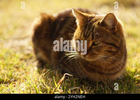Eine graue Katze genießt an einem Frühlingstag im frischen grünen Gras. Stockfoto