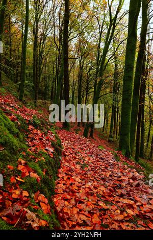 Dyfi Forest in der Mitte von Wales Großbritannien mit Wanderwegen im Herbst mit Blättern auf Pfaden, Bäumen in Herbstfarbe/Farbe bei sanftem Sonnenschein. Stockfoto