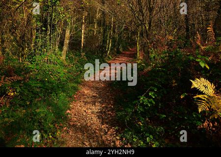 Dyfi Forest in der Mitte von Wales Großbritannien mit Wanderwegen im Herbst mit Blättern auf Pfaden, Bäumen in Herbstfarbe/Farbe bei sanftem Sonnenschein. Stockfoto