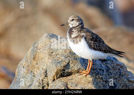 Meeresschildkröte Taube (Arenaria interpres). Eine Schildkrötentaube auf einem Felsen am Strand. Stockfoto