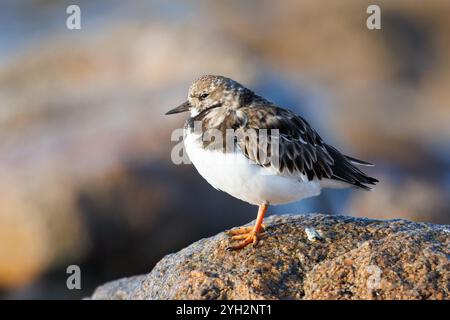 Meeresschildkröte Taube (Arenaria interpres). Die Meeresschildkröte ruht auf einem Felsen am Meer. Stockfoto