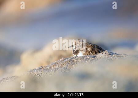 Meeresschildkröte Taube (Arenaria interpres). Eine Schildkrötentaube ruht zwischen den Felsen an einem Strand. Stockfoto