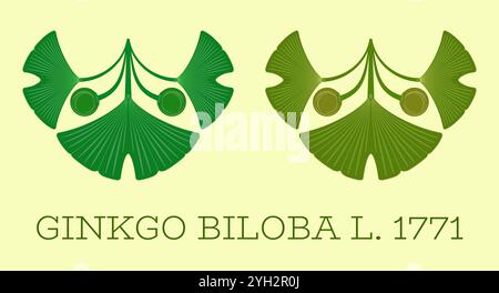 Satz von Vektordarstellungen von Ginkgo biloba-Blättern und -Früchten nach der heiligen Geometrie-Methode. Stock Vektor