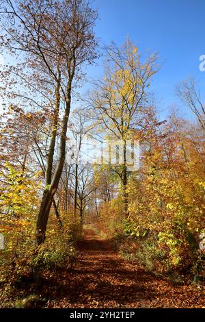 Herbstimpressionen - Herleshausen, Deutschland, Deutschland, 03.11.2024 - Bunt gefärbter Wald in der hessischen Mittelgebirgslandschaft Ringgau. *** Herbsteindrücke Herleshausen, Deutschland, Deutschland, 03 11 2024 bunter Wald in der hessischen Mittelgebirgslandschaft Ringgau Stockfoto