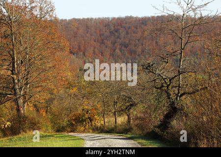 Herbstimpressionen - Herleshausen, Deutschland, Deutschland, 03.11.2024 - Bunt gefärbter Wald in der hessischen Mittelgebirgslandschaft Ringgau. *** Herbsteindrücke Herleshausen, Deutschland, Deutschland, 03 11 2024 bunter Wald in der hessischen Mittelgebirgslandschaft Ringgau Stockfoto