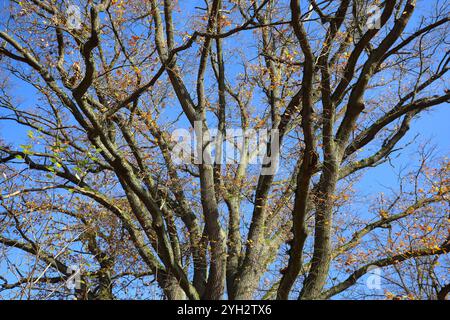 Herbstimpressionen - Herleshausen, Deutschland, Deutschland, 03.11.2024 - Bunt gefärbter Wald in der hessischen Mittelgebirgslandschaft Ringgau. *** Herbsteindrücke Herleshausen, Deutschland, Deutschland, 03 11 2024 bunter Wald in der hessischen Mittelgebirgslandschaft Ringgau Stockfoto