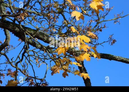 Herbstimpressionen - Herleshausen, Deutschland, Deutschland, 03.11.2024 - Bunt gefärbter Wald in der hessischen Mittelgebirgslandschaft Ringgau. *** Herbsteindrücke Herleshausen, Deutschland, Deutschland, 03 11 2024 bunter Wald in der hessischen Mittelgebirgslandschaft Ringgau Stockfoto