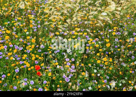 Farbenfrohe Wildblumenwiese in voller Blüte mit leuchtenden saisonalen Blüten Stockfoto