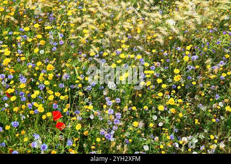 Farbenfrohe Wildblumenwiese in voller Blüte mit leuchtenden saisonalen Blüten Stockfoto