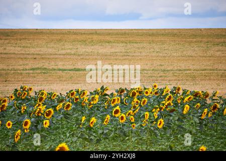 Sonnenblumenfeld in Nordfrankreich. Stockfoto