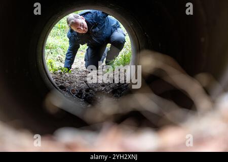 Wendehausen, Deutschland. November 2024. Bodo Ramelow (Linkspartei), Thüringens amtierender Ministerpräsident, kriecht bei einer Wanderung auf dem Säulenweg am Grünen Gürtel durch die Agentenschleuse unter dem ehemaligen innerdeutschen Grenzzaun, der hier noch existiert. Im Freistaat finden Gedenkveranstaltungen zum 35. Jahrestag des Mauerfalls statt. Quelle: Michael Reichel/dpa/Alamy Live News Stockfoto