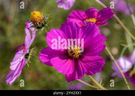 Makro einer Honigbiene apis mellifera auf einer rosa Kosmosblüte mit verschwommenem Bokeh-Hintergrund Stockfoto