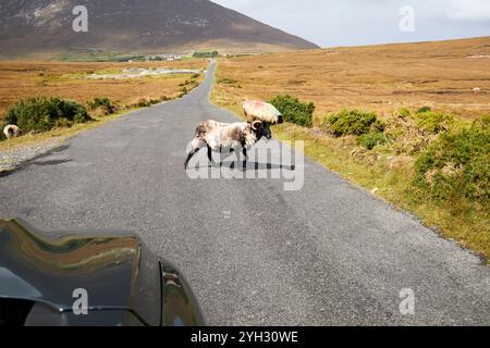 Lose Schafe, die auf der Straße frei herumlaufen und das Auto hochhalten achill Island, County Mayo, republik irland Stockfoto