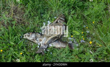 Zwei tote, zerfallene wilde Karpfen am Ufer, Angeln, Jagdkonzept Stockfoto