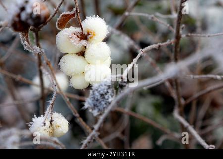 Raureif auf den Beeren und Zweigen einer gewöhnlichen Schneebeere (Symphoricarpos albus) Stockfoto