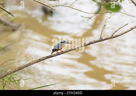 Eisvogel (Alcedo atthis) mit Nahrung im Schnabel im Yala-Nationalpark, Südprovinz, Sri Lanka, Asien Stockfoto