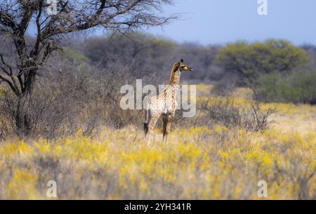 Kap Giraffe (Giraffa giraffa giraffa), Jungtier, zwischen gelben Blumen, in der Savanne, Khama Rhino Sanctuary, Serowe, Botswana, Afrika Stockfoto