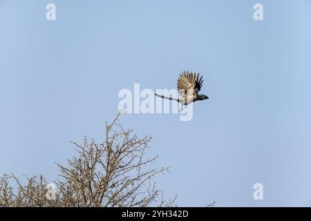 Graugeflügelter Warbler (Corythaixoides concolor) im Flug, gegen einen blauen Himmel, Khama Rhino Sanctuary, Botswana, Afrika Stockfoto