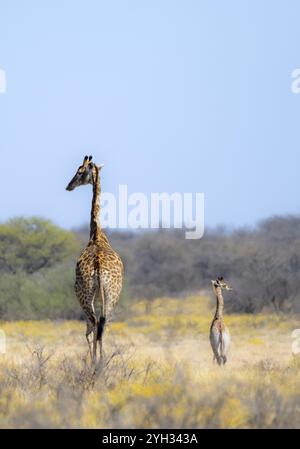 Kap Giraffe (Giraffa giraffa giraffa), Mutter mit Jungen, zwischen gelben Blumen, in der Savanne, Khama Rhino Sanctuary, Serowe, Botswana, Afrika Stockfoto