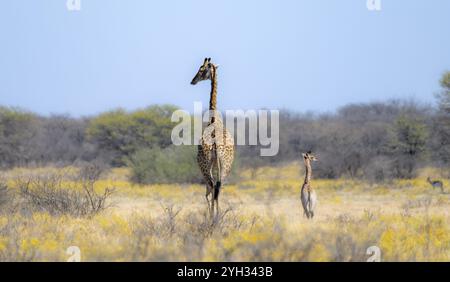 Kap Giraffe (Giraffa giraffa giraffa), Mutter mit Jungen, zwischen gelben Blumen, in der Savanne, Khama Rhino Sanctuary, Serowe, Botswana, Afrika Stockfoto