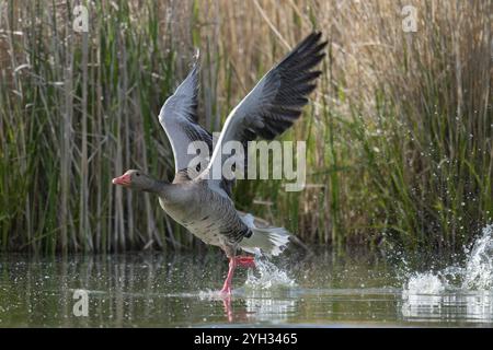 Graugans (Anser anser) auf einem Teich, Thüringen, Deutschland, Europa Stockfoto