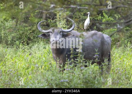 Wasserbüffel (Bubalus arnee) und Reiher (Ardea alba) im Yala Natioal Park, Südprovinz, Sri Lanka, Asien Stockfoto