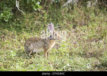 Schwarzhase oder Indischer Hase (Lepus nigricollis), der im Gras im Yala Natioal Park in der südlichen Provinz Sri Lanka, Asien hockt Stockfoto