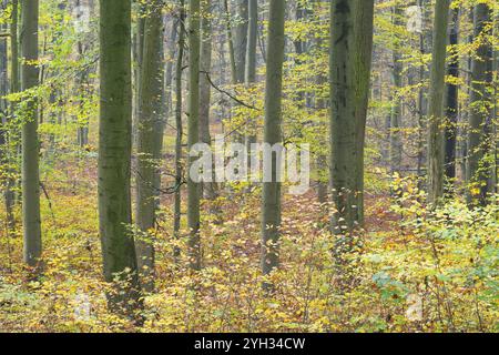 Naturnaher Laubwald im Herbst mit bunten Blättern, Kupferbuche (Fagus sylvatica), Nationalpark Hainich, Thüringen, Deutschland, Europa Stockfoto