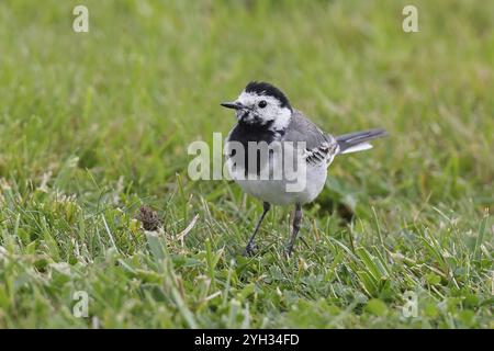 Weiße Bachstelze (Motacilla alba), die auf einem Rasen in einem Garten auf der Suche sind, Wilnsdorf, Nordrhein-Westfalen, Deutschland, Europa Stockfoto