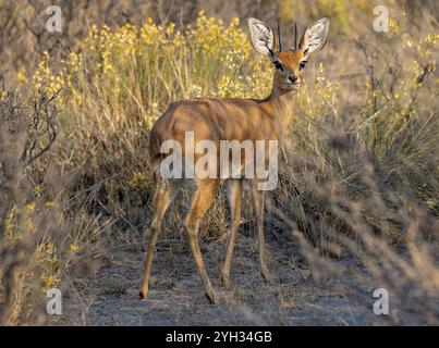 Steenbok (Raphicerus campestris), männlich im Abendlicht, Khama Rhino Sanctuary, Serowe, Botswana, Afrika Stockfoto