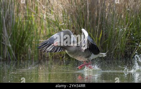 Graugans (Anser anser) auf einem Teich, Thüringen, Deutschland, Europa Stockfoto