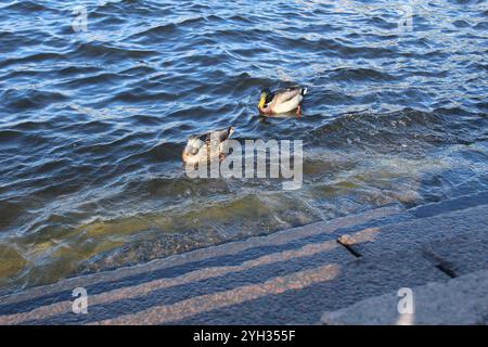 Enten in der Nähe des Ufers. Wasservögel neben der Fichte. Stockfoto