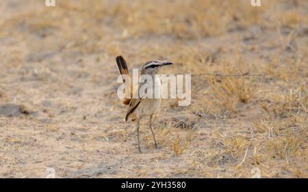 Kalahari Peeling robin (Cercotrichas paena), Vogel am Boden, Khama Rhino Sanctuary, Botswana, Afrika Stockfoto