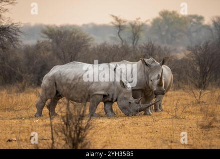 Südliches weißes Nashorn (Ceratotherium simum), zwei Nashörner im Abendlicht, Khama Rhino Sanctuary, Serowe, Botswana, Afrika Stockfoto