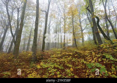 Naturnaher Laubwald im Herbst mit bunten Blättern, Kupferbuche (Fagus sylvatica), Nebel im Wald, Nationalpark Hainich, Thüringen, GE Stockfoto