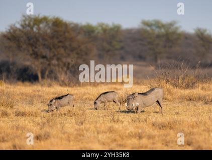 Gewöhnliches Warzenschwein (Phacochoerus africanus), drei Warzenschweine auf Nahrungssuche, im Abendlicht, Khama Rhino Sanctuary, Serowe, Botswana, Afrika Stockfoto